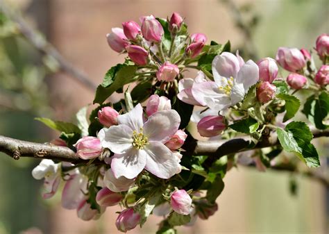 Wallpaper Id 1867371 Growth Petal Spring Vulnerability White