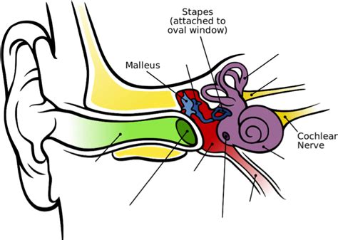 Image Of The Inner Ear Showing The Malleus Stapes Inner Ear Clipart