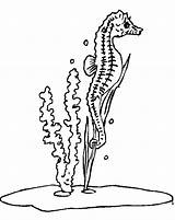 Seahorse Coloring Pages Horse Sea Color Coloring2print sketch template