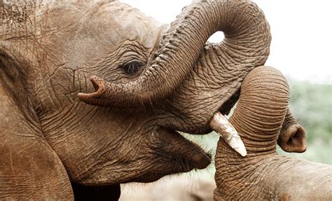 Daphne Sheldrick Elephant Orphanage — Chelsea Tischler Photography