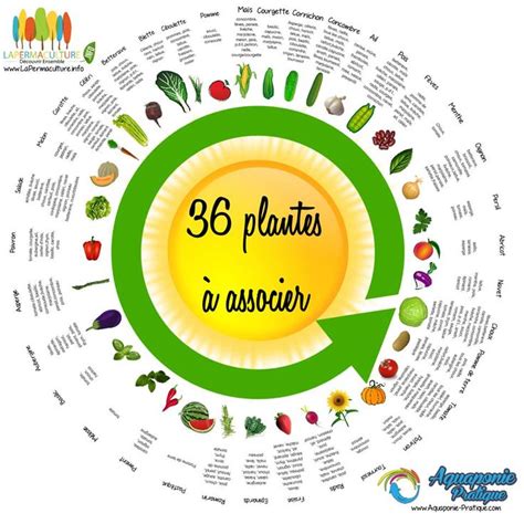 Schéma à imprimer pour les associations des plantes | Potager