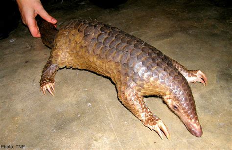 Asians Eating Scaly Anteaters To Extinction Conservationists News