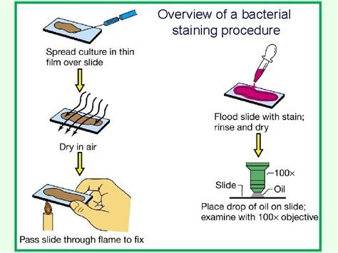 General Microbiology Staining Bacteria Cells Staining Bacteria Cells
