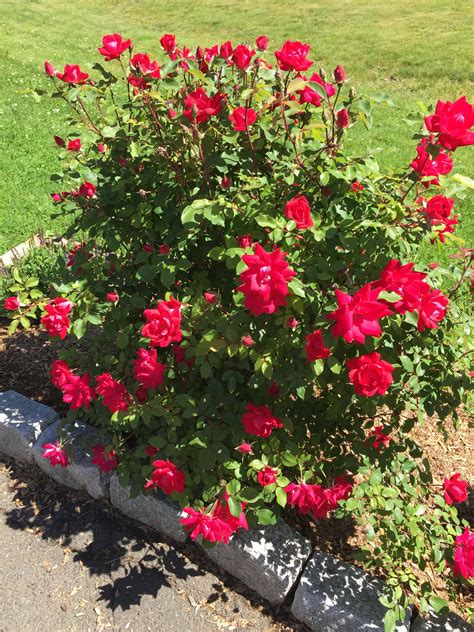 The Secret To Caring For Knockout Roses — Gardening Herbs Plants And