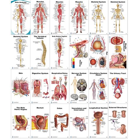 Basic Anatomy Chart