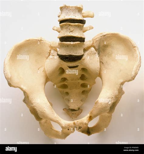 Human Hip Bones And The Base Of The Spine Close Up Stock Photo Alamy
