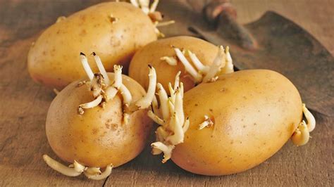 Why are my onions sprouting? What to do with sprouted potatoes? ( Top 8 Uses ...