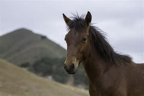 Wild Horse Colt Photograph By Meg Frederick Pixels