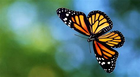 The betterfly has plenty of integrated and. The Butterfly Effect — Crossroads Christian Church