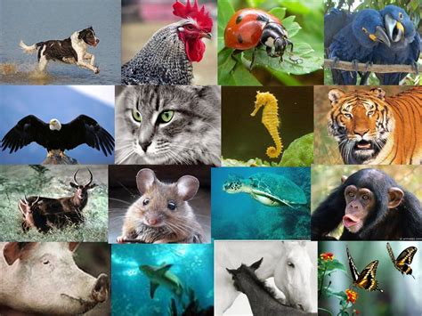 Biboca Ambiental 10 Animais Que VocÊ Provavelmente NÃo Conhece