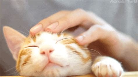 Soft Kitty Gifs Find Share On Giphy