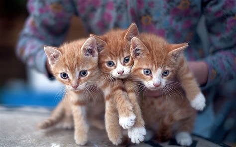 Three Cute Kittens Ifttt2klymgw Kittens Cutest Cute Cats