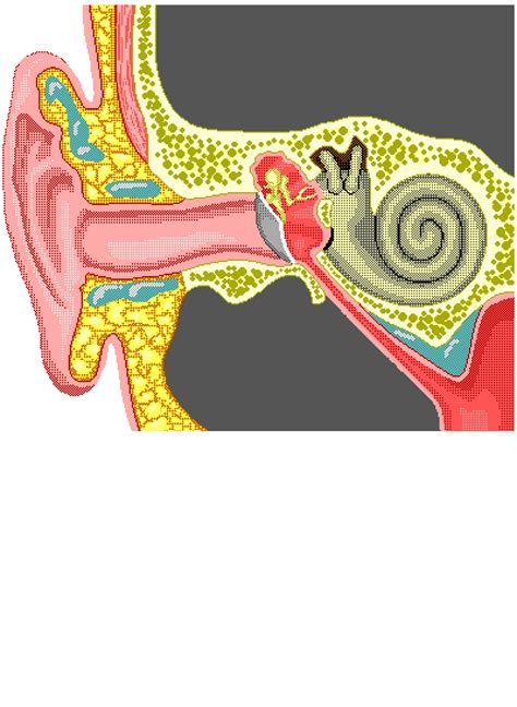 Ear Anatomy Hearing Balance And Vestibular System