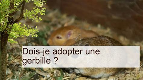Dois Je Adopter Une Gerbille Adopter Une Gerbille Gerbilles YouTube