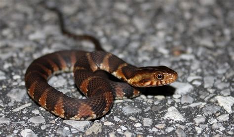 Southern Watersnake Florida Snake Id Guide
