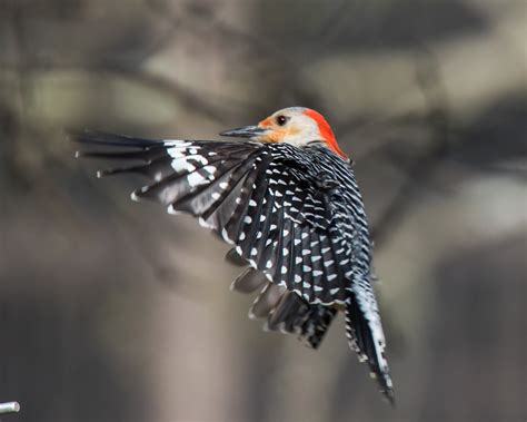 Red Bellied Woodpecker Shutterbug