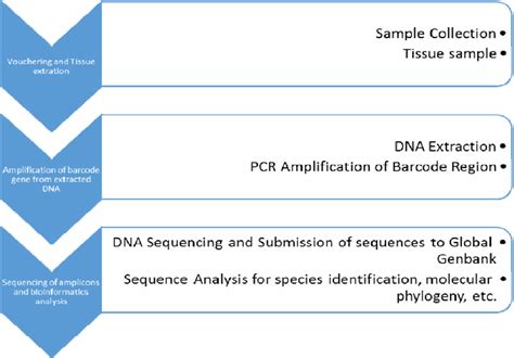 Summary Of Dna Barcoding Procedure Download Scientific Diagram