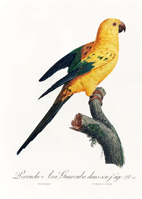 The Sun Parakeet Aratinga Solstitialis From Natural History Of Parrots