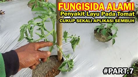 Fungisida Alami Paling Kuat Mengatasi Penyakit Layu Pada Tanaman Tomat