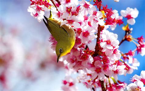 A Bird Is Perched On The Branch Of A Blossoming Tree With Pink And