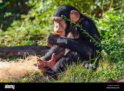 Chimpanzee Nest Wild Hi Res Stock Photography And Images Alamy