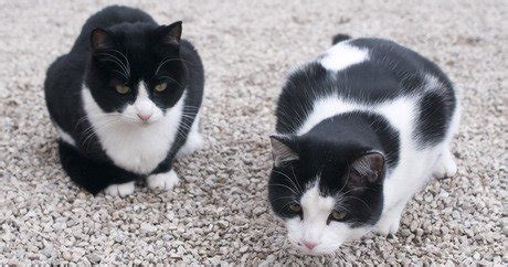 Tuxedo cats are mostly black with a white patch on their chests that looks like a shirt peeking the distinctive tuxedo cat characteristics make these cats look as though they are dressed up for an evening out. The Color Of Your Cat And Her Personality - CatTime