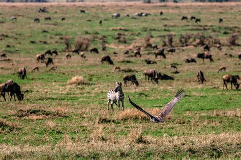 Vulture Flying In The Maasai Mara National Reserve Game Park Narok