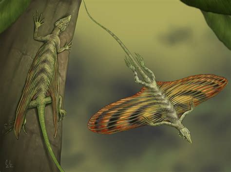 The Worlds First Flying Reptile
