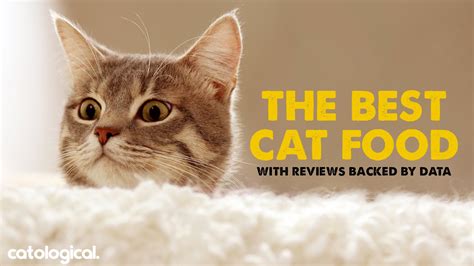 The best kitten food should be high in calories as well as being tasty! Best Wet And Dry Cat Food: The Ultimate Guide w/ Vet ...