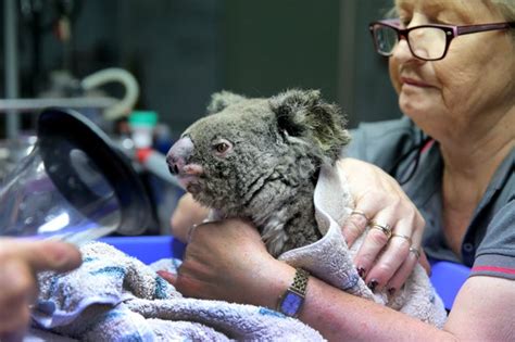 Struggling Koalas Get Help From A Bold Breeding Program Scientific