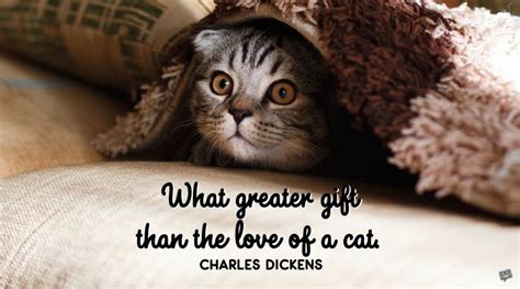 Love Quotes For My Kitten Adorable Meow