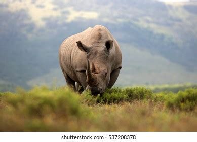 Definition of hercules beetle in the definitions.net dictionary. Rhinoceros Horn Images, Stock Photos & Vectors | Shutterstock