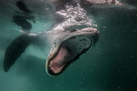 A Leopard Seal Comes To Say Hello To Alex Leopard Seal Underwater