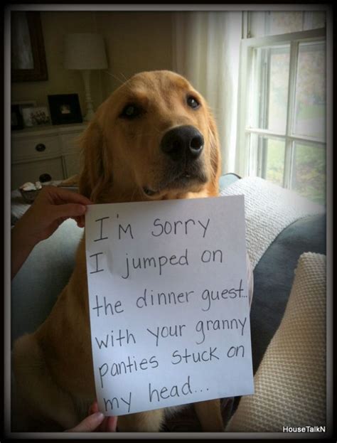 The Best Dog Shaming Pictures Of All Time Animals Funny Animal