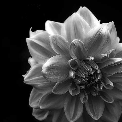 Black And White Flower Taken In The Muséhagen Part Of The Flickr