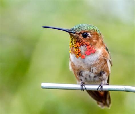 Pin By Carol Nuzzo Gray On Hummingbirds Hummingbird Animals Bird