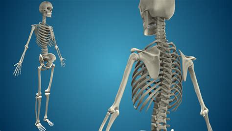 Realistic Human Skeleton 360 View With Loop Stock Footage Video 2771846