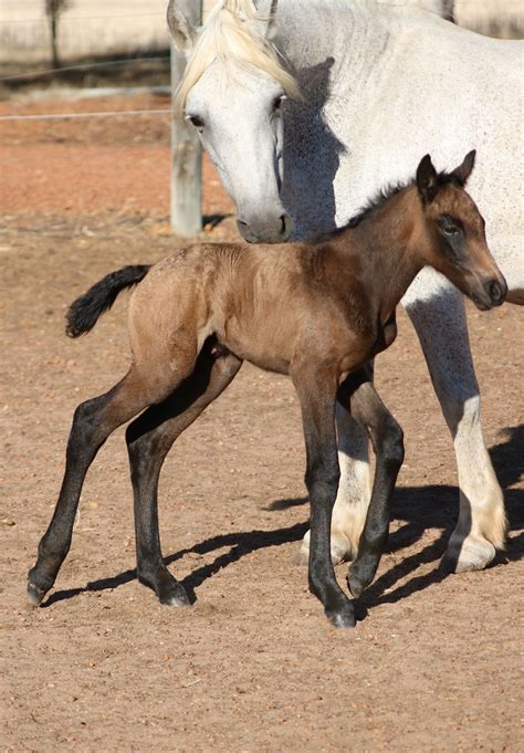 See more of clairvale connemara ponies on facebook. 2017 Foals | Powderbark Stud