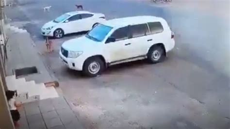 فيديو طفلة تنجو من هجوم كلاب ضالة