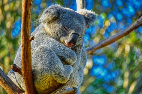 Free Photo Tree Cute Animal Koala Nature Australia
