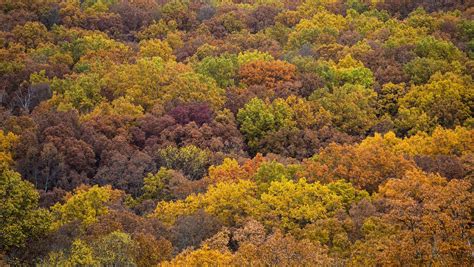 Stunning Peak Fall Foliage At Indianas Brown County State
