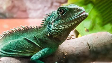 Bringing Your Reptile Home Reptile Advice Vets4pets