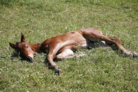 Vitamin Deficiencies In Horses Symptoms Causes Diagnosis Treatment