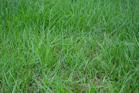 Bahia Grass Care And Growing Guide