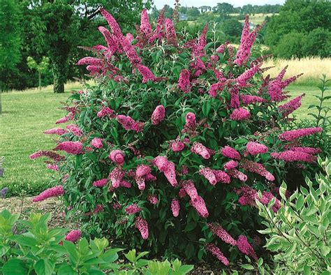 Top 10 Dwarf Flowering Bushes For A Fairy Tale Garden