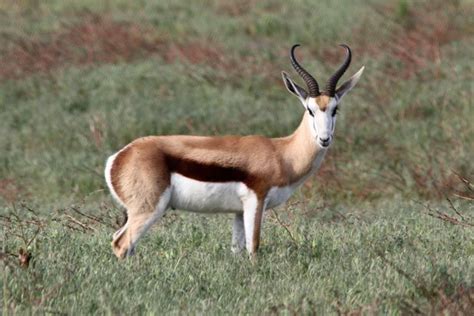 The perfect accessory to enhance your wardrobe! African Gazelle | Springbok (gazelle), in the West Coast ...