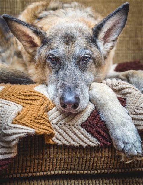 Best Dog Beds For German Shepherd Dogs And Puppies