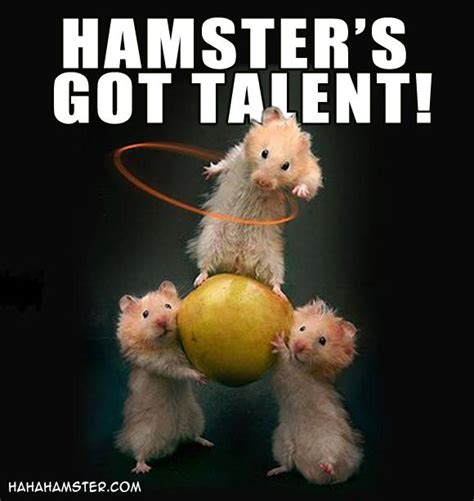 Hamsters Got Talent Haha Hamster Funny Hamsters Cute Hamsters