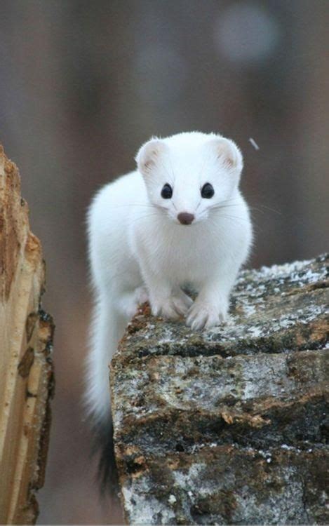 White Weasel Baby Animals Of The World Pinterest