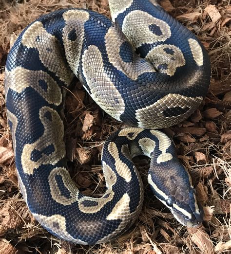 #8 - Normal Royal Python (Male) CB16